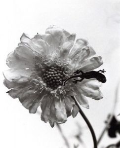 「花陰 / 著：荒木経惟」画像1