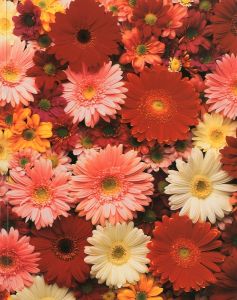 THE BEAUTIFUL AFTERLIFE／ダミアン・ハースト／(THE BEAUTIFUL AFTERLIFE / Damien Hirst)のサムネール