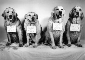 DOGS for PEACE【サイン入】／ブルース・ウェーバー／(DOGS for PEACE【Signed】 / Bruce Weber)のサムネール