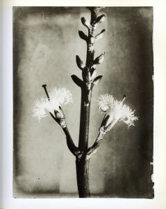 「Karl Blossfeldt The Complete Published Work / Karl Blossfeldt」画像1