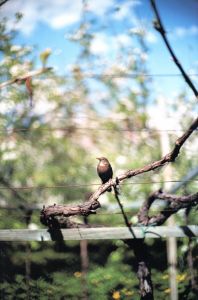 「SNAKE EYES / Photo: Terri Weifenbach Essay: John Gossage」画像3