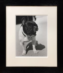 フレンチブルドッグ　パリ【サイン入】／ブルース・ウェーバー／(French Bulldog, Paris【Signed】 / Bruce Weber)のサムネール