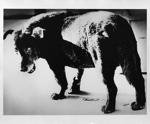 Stray Dog, Misawa A【サイン入】／森山大道／(Stray Dog, Misawa A【SIGNED】 / Daido Moriyama)のサムネール