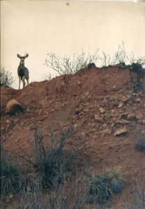 Buck Shots / Author: Peter Sutherland