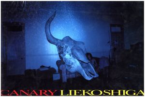 CANARY／志賀理江子／(CANARY / Lieko Shiga)のサムネール