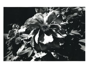 Flower from "Light and Shadow"【サイン入】のサムネール
