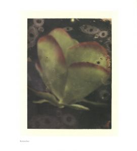 「FROM ONE SEASON TO ANOTHER / サラ・ムーン」画像5