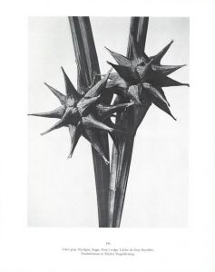 「KARL BLOSSFELDT   ART FORMS IN NATURE   THE COMPLETE EDITION / Photo: Karl Blossfeldt　Text:  Georges Bataille, Gert Mattenklott」画像2