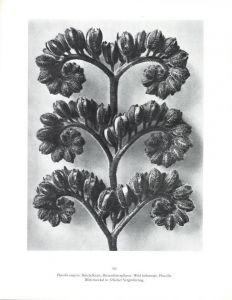 「KARL BLOSSFELDT   ART FORMS IN NATURE   THE COMPLETE EDITION / Photo: Karl Blossfeldt　Text:  Georges Bataille, Gert Mattenklott」画像3