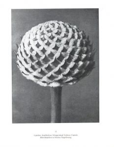 「KARL BLOSSFELDT   ART FORMS IN NATURE   THE COMPLETE EDITION / Photo: Karl Blossfeldt　Text:  Georges Bataille, Gert Mattenklott」画像4