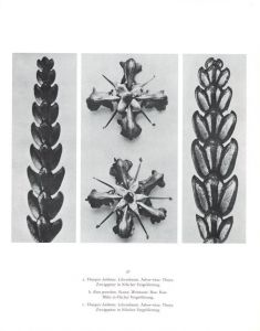 「KARL BLOSSFELDT   ART FORMS IN NATURE   THE COMPLETE EDITION / Photo: Karl Blossfeldt　Text:  Georges Bataille, Gert Mattenklott」画像6
