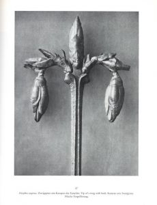 「KARL BLOSSFELDT   ART FORMS IN NATURE   THE COMPLETE EDITION / Photo: Karl Blossfeldt　Text:  Georges Bataille, Gert Mattenklott」画像5