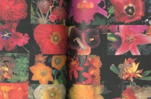 「荒木経惟　花人生 / 写真：荒木経惟　企画・監修：梶川芳友」画像5