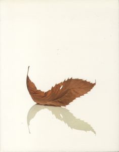 Peter Saville: Estate 1-127／ピーター・サヴィル／(Peter Saville: Estate 1-127 / Peter Saville)のサムネール