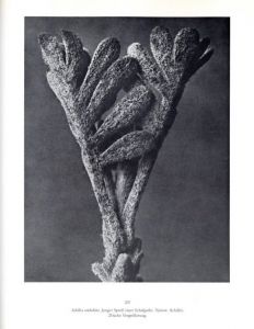 「KARL BLOSSFELDT　URFORMEN DER KUNST WUNDERGARTEN DER NATUR / Photo: Karl Blossfeldt　Text: Gert Mattenklott」画像5