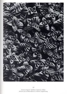 「KARL BLOSSFELDT　URFORMEN DER KUNST WUNDERGARTEN DER NATUR / Photo: Karl Blossfeldt　Text: Gert Mattenklott」画像4