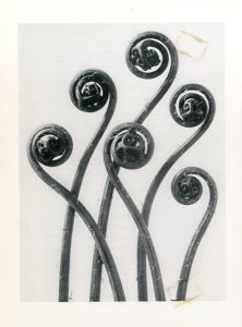 「ART FORMS IN THE PLANT WORLD / Photo: Karl Blossfeldt」画像1