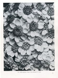 「ART FORMS IN THE PLANT WORLD / Photo: Karl Blossfeldt」画像4