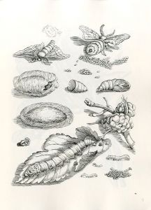 「FLOWERS, BUTTERFLIES, AND INSECTS All 154 Engravings from "Erucarum Ortus" / Maria Sibylla Merian」画像2