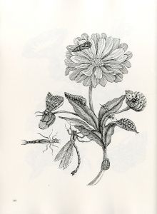「FLOWERS, BUTTERFLIES, AND INSECTS All 154 Engravings from "Erucarum Ortus" / Maria Sibylla Merian」画像4