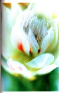 「Acid Bloom / 蜷川実花」画像3