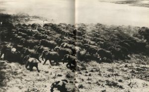 「楽園からの最後の言葉 / 写真： ピーター・ビアード　編： マービン・イズラエル、山岸章二」画像2