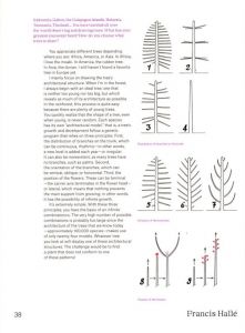 「Trees / Foreword:  Bruce Albert, Herve Chandes, Isabelle Gaudefroy」画像2
