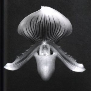 「Memento Mori: Robert Mapplethorpe Photographs from the Peter Marino Collection / Robert Mapplethorpe」画像5