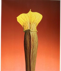 「Flowers / Author: Robert Mapplethorpe　Foreword: Patti Smith　Design: Dimitri Levas」画像4