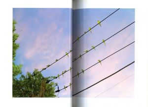 「TOKYO PARROTS / 水谷吉法」画像4