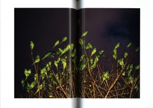 「TOKYO PARROTS / 水谷吉法」画像9