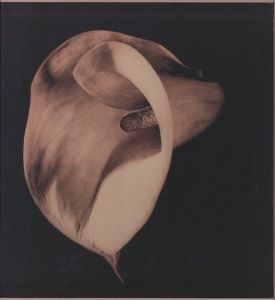 PISTILS／ロバート・メイプルソープ／(PISTILS / Robert Mapplethorpe)のサムネール