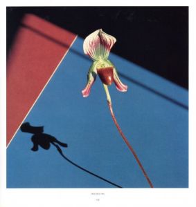 「PISTILS / Robert Mapplethorpe」画像6