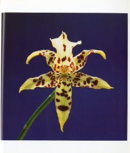 「Flowers / Author: Robert Mapplethorpe　Foreword: Patti Smith　Design: Dimitri Levas」画像3