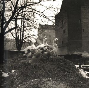 「BERLIN / 橋口譲二」画像4