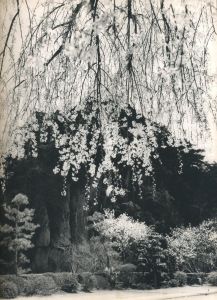 「室生寺 / 写真：土門拳　文：北川桃雄」画像3