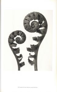 「Karl Blossfeldt: Masterworks / Karl Blossfeldt」画像7