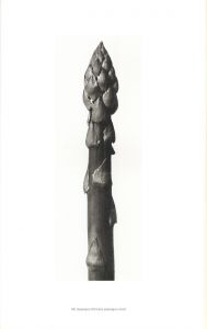 「Karl Blossfeldt: Masterworks / Karl Blossfeldt」画像8