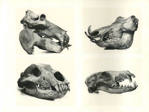 「Cranium Architecture / Irving Penn」画像7