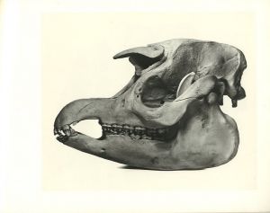 「Cranium Architecture / Irving Penn」画像8